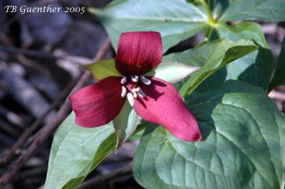 Red Trillium 6