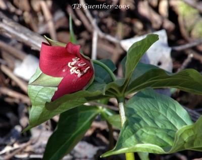 Red Trillium 8