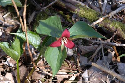 Red Trillium 10