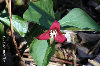 Red Trillium 11