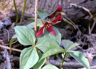 Red Trillium 12