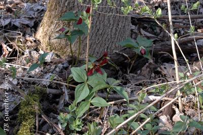 Red Trillium 13