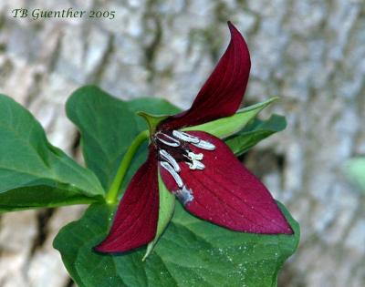 Red Trillium 15