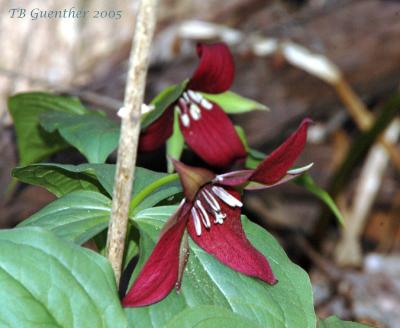 Red Trillium 16