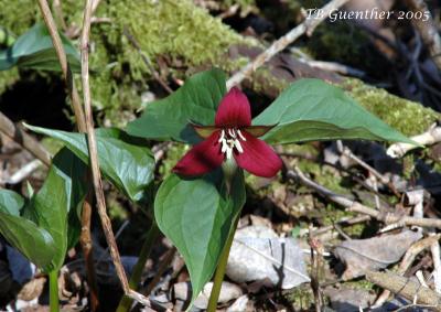 Red Trillium 17