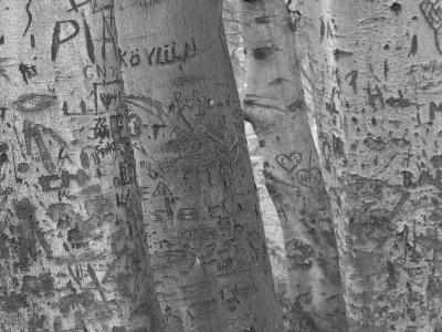 Trees of memories