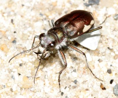 Cicindela scutellaris