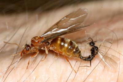 False Honey Ants mating - Prenolepis imparis