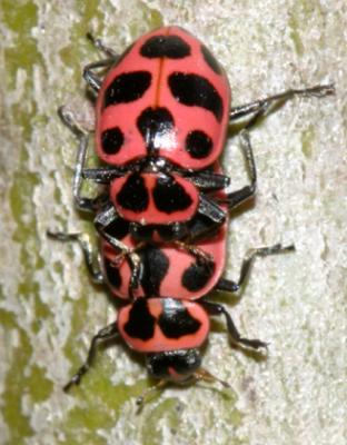 mating Spotted Lady beetles - Coleomegilla maculata