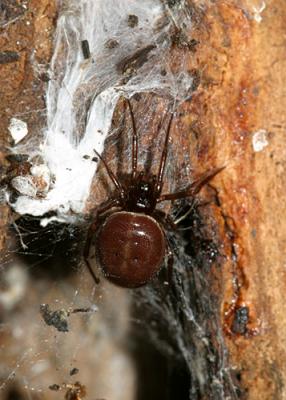 female Steatoda borealis