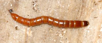 Wireworm, Click Beetle larva