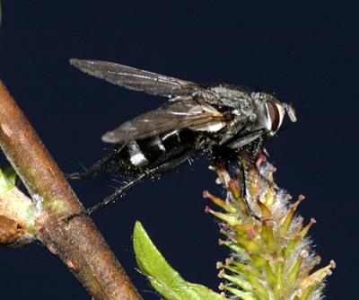 Tachinomyia sp?