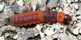 Collops tricolor  (larva)