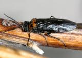 Dolerus unicolor