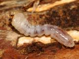 long-horned beetle larva, Cerambycidae - Parandra sp.?