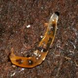 Dark-winged Fungus Gnat larva - Sciaridae