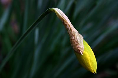 January 30th - First Daffodil