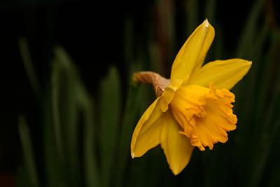 January 31st - Daffodil 2