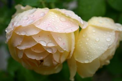 April 28th - Rain and Roses
