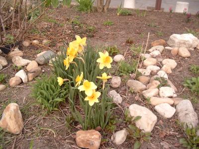 my daffs on the morning they bloomed