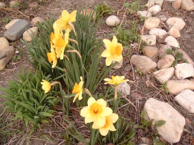my daffs on the morning they bloomed