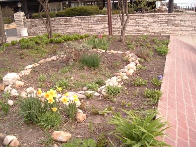 my daffs on the morning they bloomed