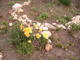 my daffs on the morning they bloomed
