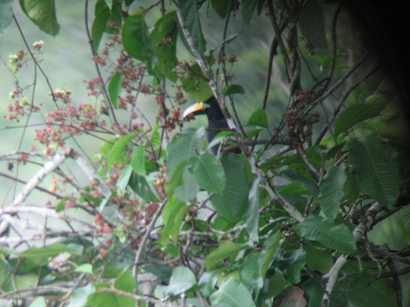 Toucan