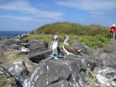 Blue-footed boobie mating dance - Española Island