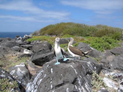 Blue-footed boobie mating dance - Espaola Island