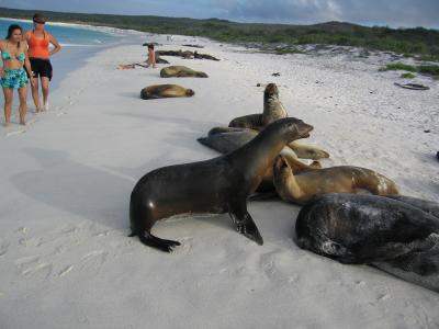 Gardner Bay, Espaola Island