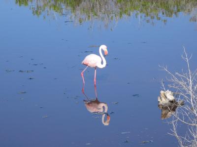 Greater Flamingo - Isabela Island