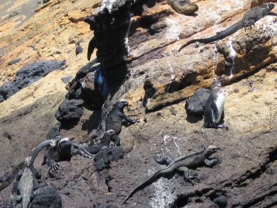 Galapagos Penguins - Isabela Island