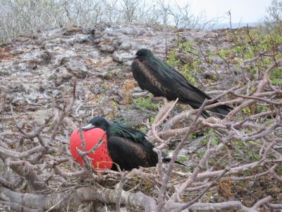 Male Frigate birds - Genovesa Island