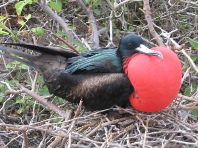 Male Frigate bird - Genovesa Island