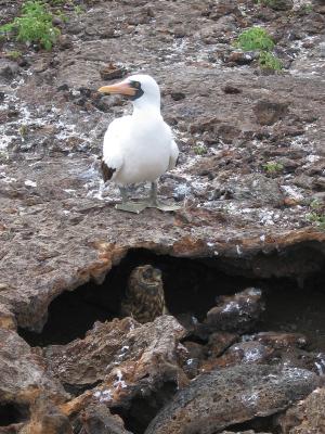 Red-footed Boobie and Short-eared Owl - Genovesa Island