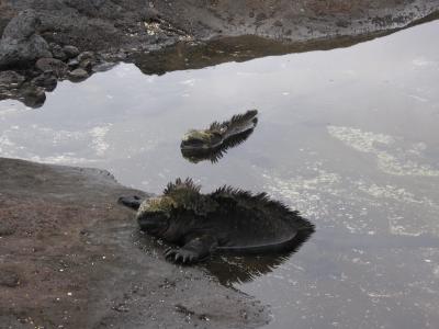 Marine Iguanas - Santiago Island