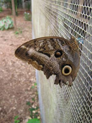 Sacha Lodge Butterfly Farm