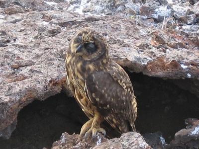 Short-eared Owl - Genovesa Island