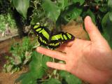 Sacha Lodge Butterfly Farm