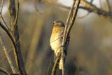 Red-shouldered Hawk