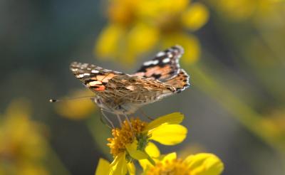 Painted Lady 08