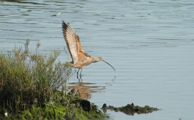 Long -Billed Curlew