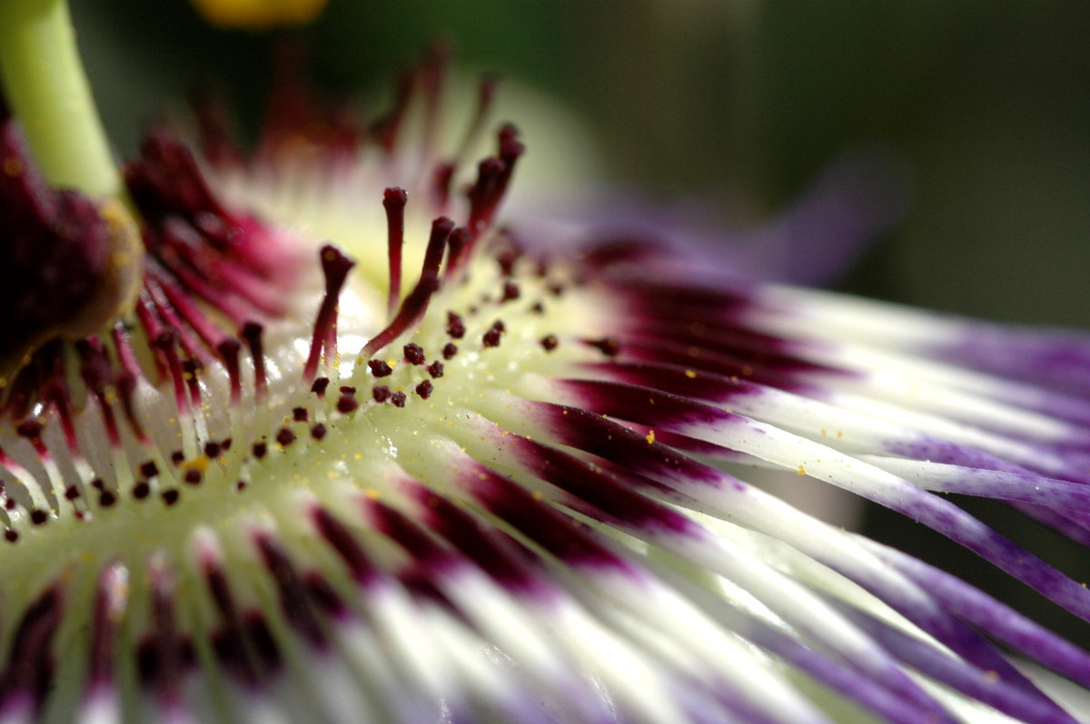 Passion flower  3