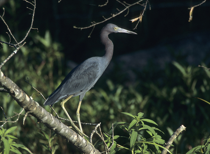 Little-Blue-Heron-