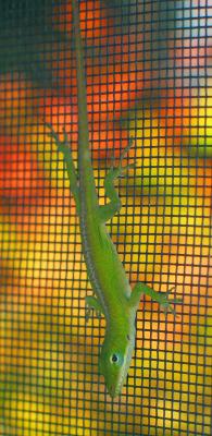 Green Anole 1
