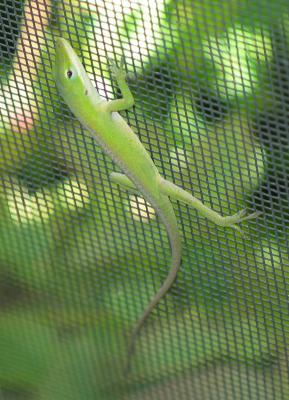 Green Anole 2