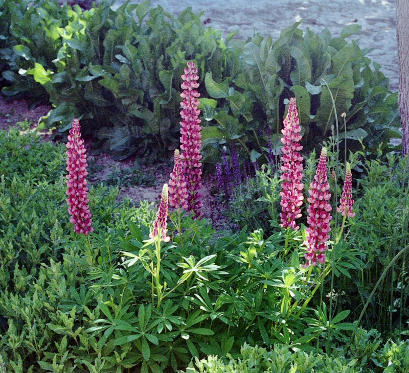 Pink Lupines At Flaming Gorge National Recreation Area, Utah