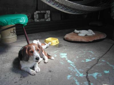 Puppy en Casa de Abuelitos