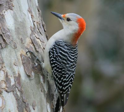 Red-bellied Woodpecker Female